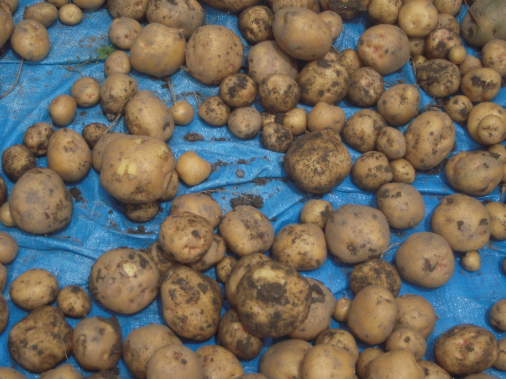 �U�O�㍟�ꂩ��P�T�N