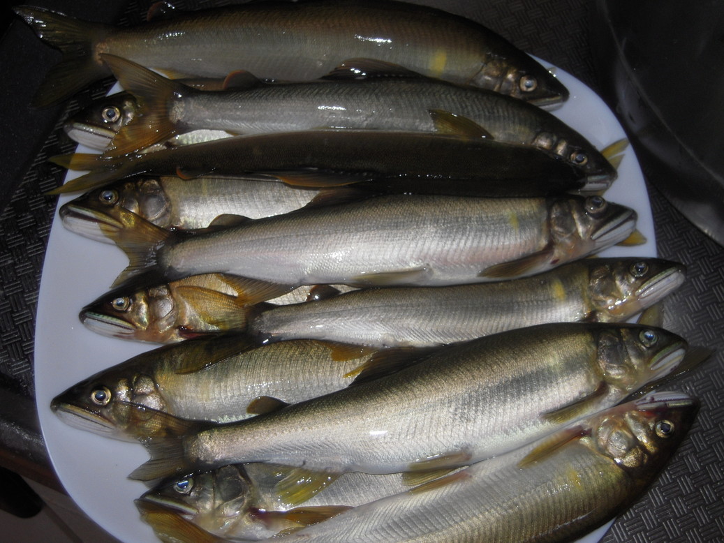 �U�O�㍟�ꂩ��P�T�N