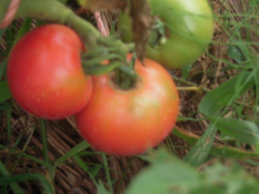 �U�O�㍟�ꂩ��P�T�N