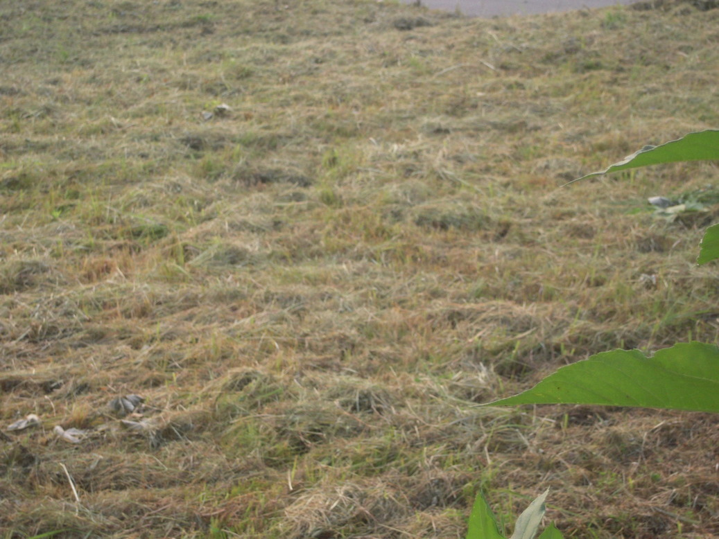 �U�O�㍟�ꂩ��P�T�N