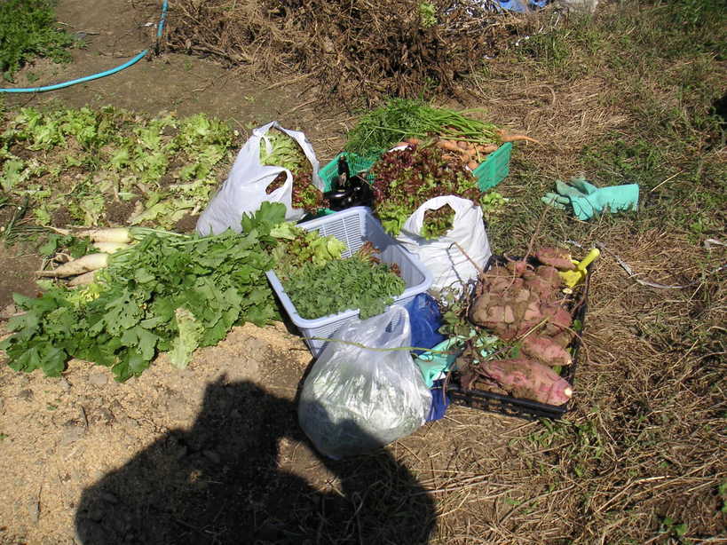 �U�O�㍟�ꂩ��P�T�N