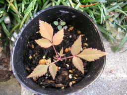 �U�O�㍟�ꂩ��P�T�N