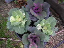 �U�O�㍟�ꂩ��P�T�N