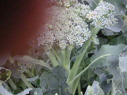 �U�O�㍟�ꂩ��P�T�N