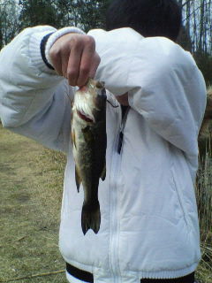 BIG_Bass_Dream60