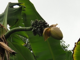 �`���C�����₶�̕���