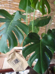 �`���C�����₶�̕���