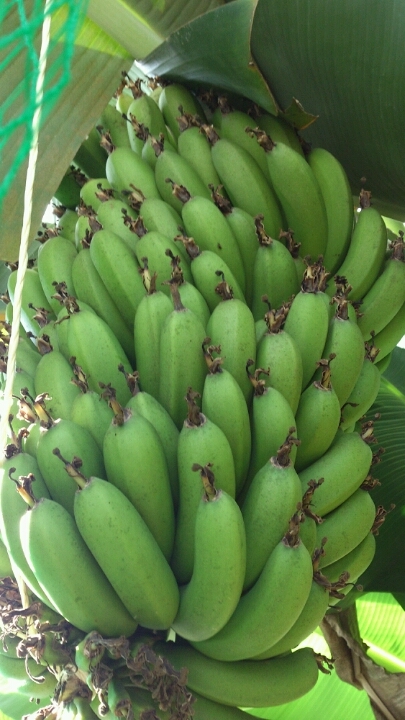 �`���C�����₶�̕���