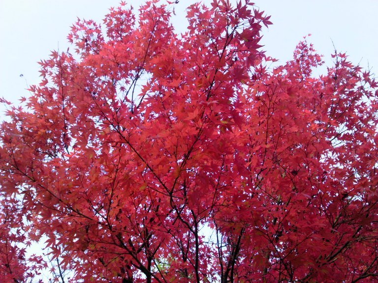 �������̖���