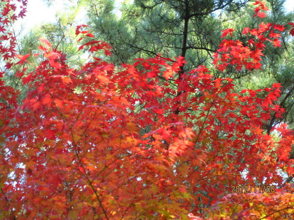 �������̖���