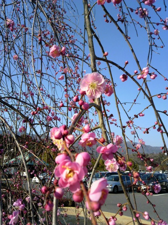 �������̖���