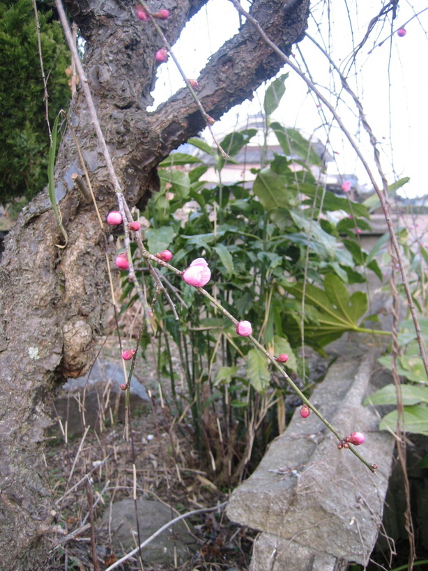 ����Ȃ��ƁE����Ȃ���