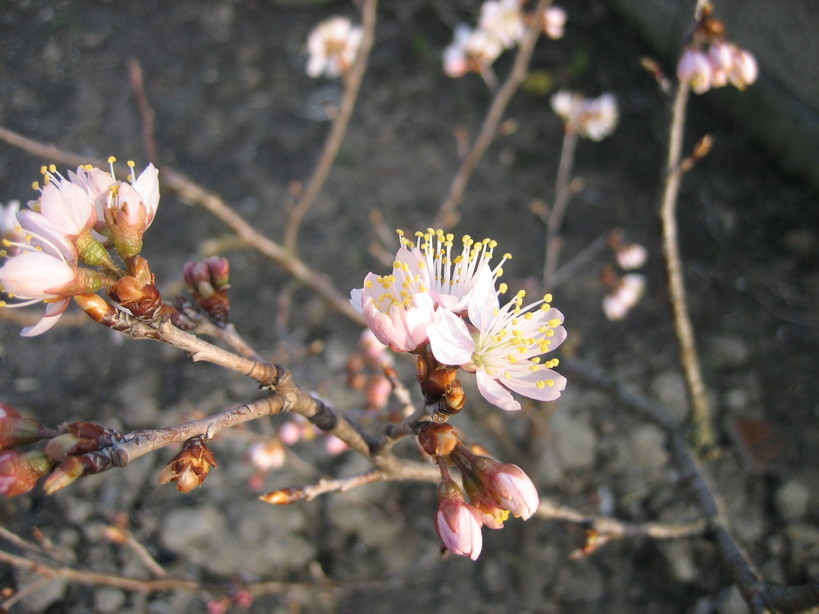 ����Ȃ��ƁE����Ȃ���