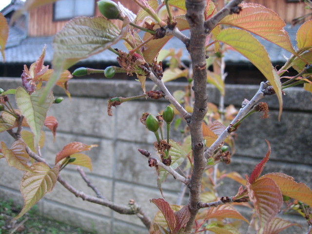 ����Ȃ��ƁE����Ȃ���