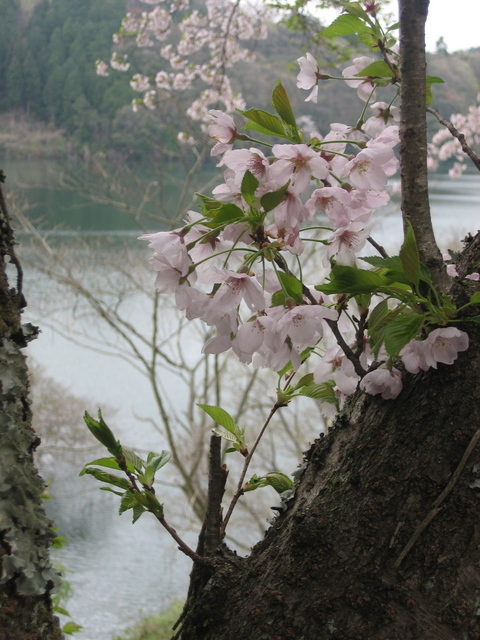 ����Ȃ��ƁE����Ȃ���