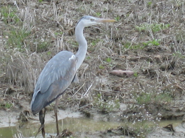 ����Ȃ��ƁE����Ȃ���