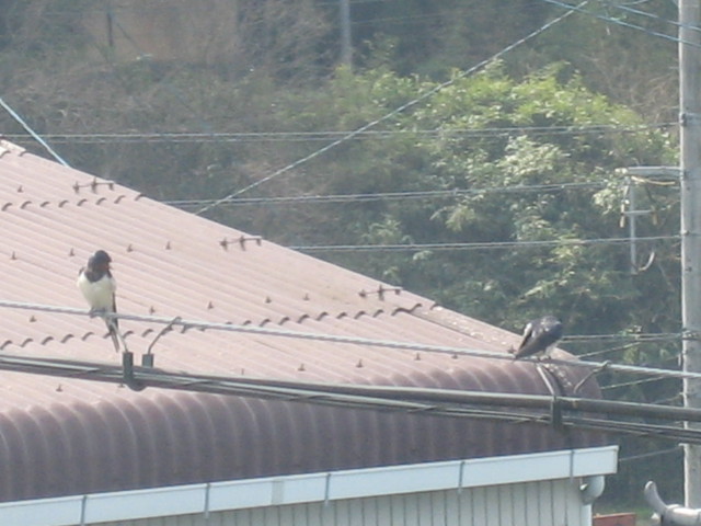 ����Ȃ��ƁE����Ȃ���