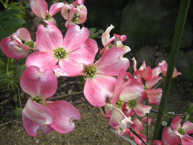 ����Ȃ��ƁE����Ȃ���