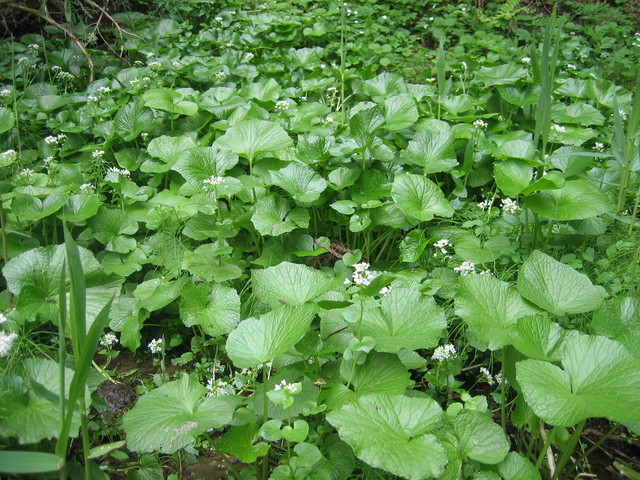 ����Ȃ��ƁE����Ȃ���