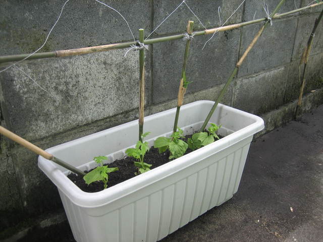 ����Ȃ��ƁE����Ȃ���