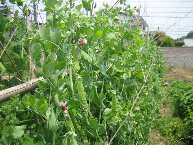 ����Ȃ��ƁE����Ȃ���