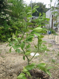 ����Ȃ��ƁE����Ȃ���