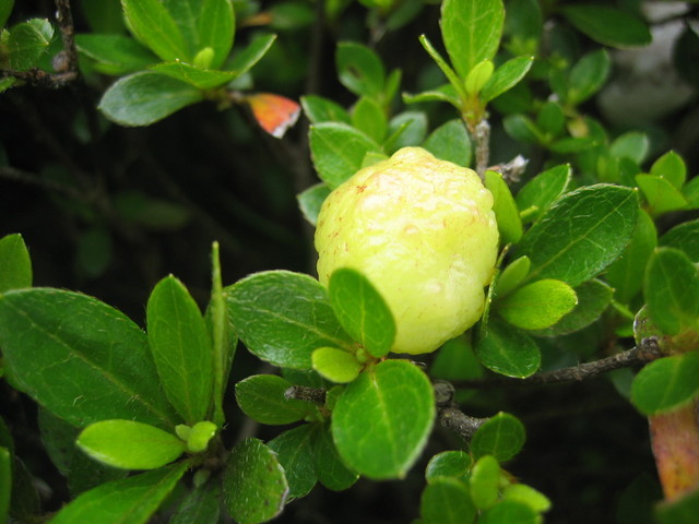 ����Ȃ��ƁE����Ȃ���