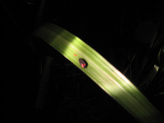 ����Ȃ��ƁE����Ȃ���