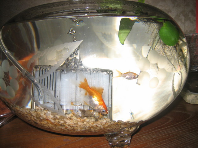 ����Ȃ��ƁE����Ȃ���