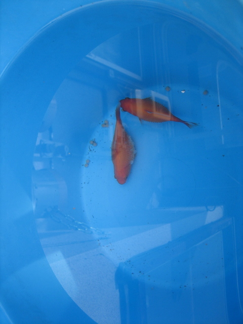 ����Ȃ��ƁE����Ȃ���