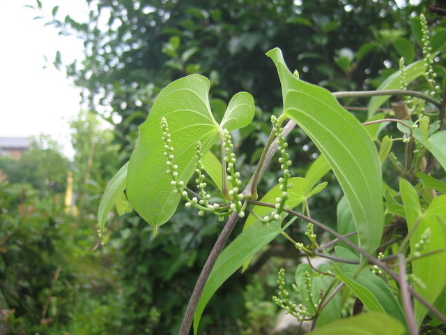 ����Ȃ��ƁE����Ȃ���