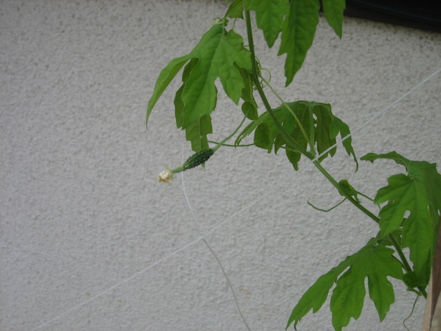 ����Ȃ��ƁE����Ȃ���