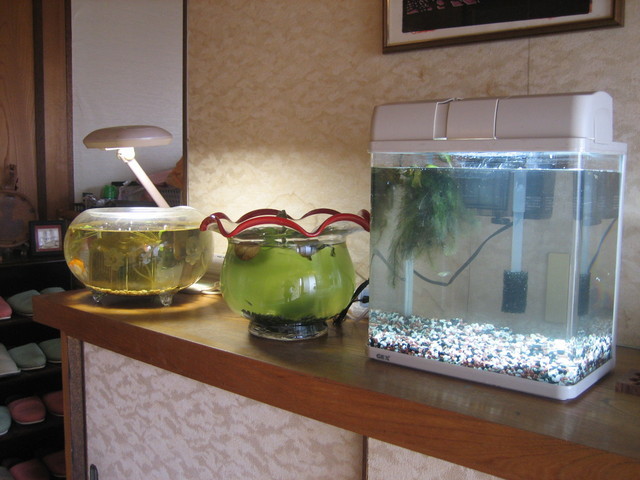 ����Ȃ��ƁE����Ȃ���