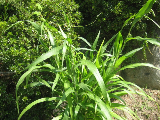 ����Ȃ��ƁE����Ȃ���