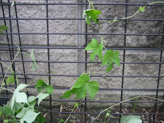 ����Ȃ��ƁE����Ȃ���