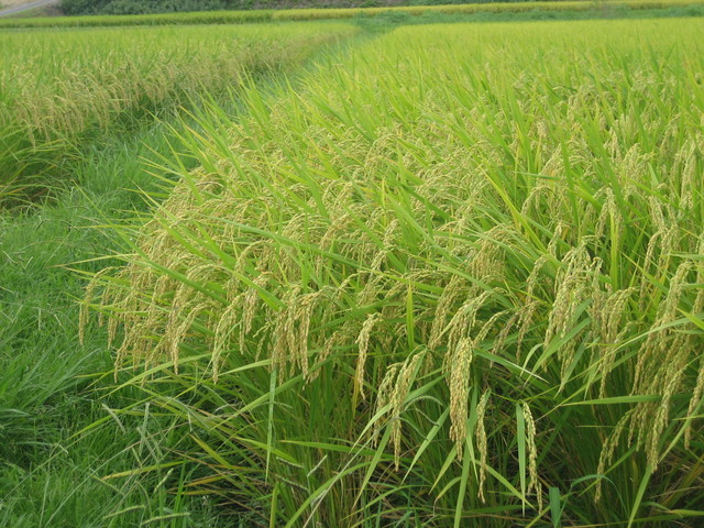 ����Ȃ��ƁE����Ȃ���