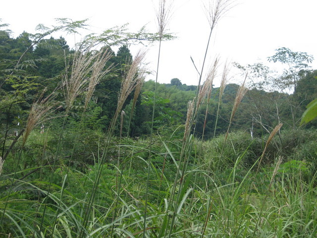 ����Ȃ��ƁE����Ȃ���