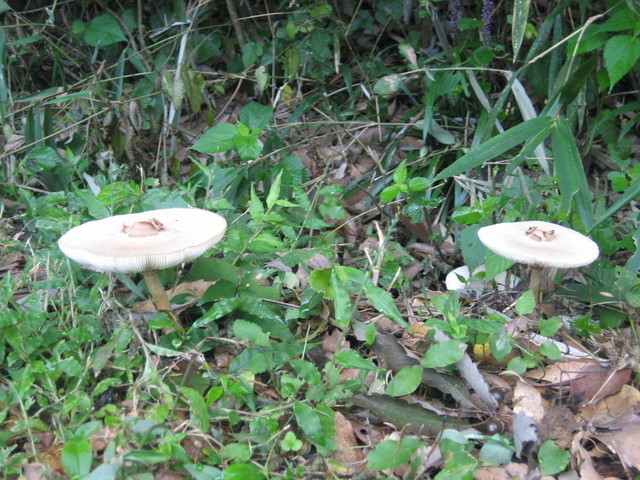 ����Ȃ��ƁE����Ȃ���