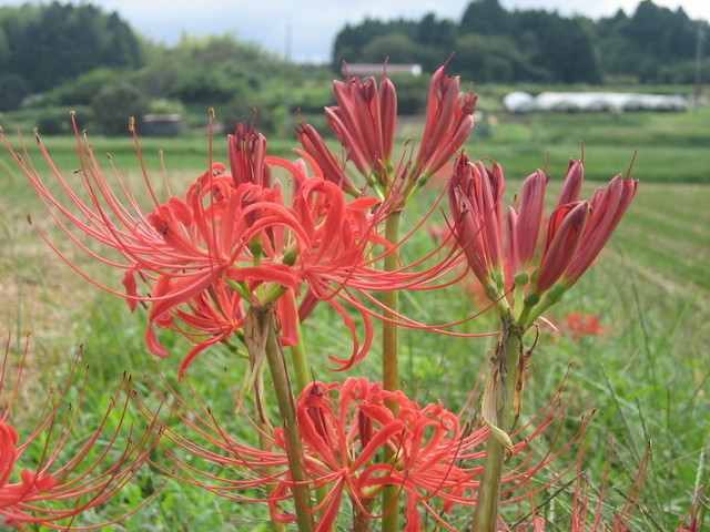 ����Ȃ��ƁE����Ȃ���