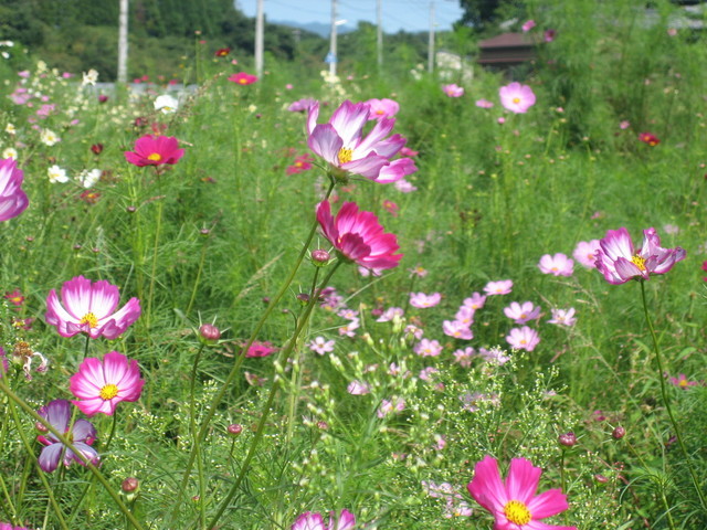 ����Ȃ��ƁE����Ȃ���