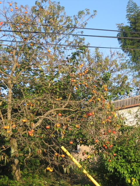 ����Ȃ��ƁE����Ȃ���