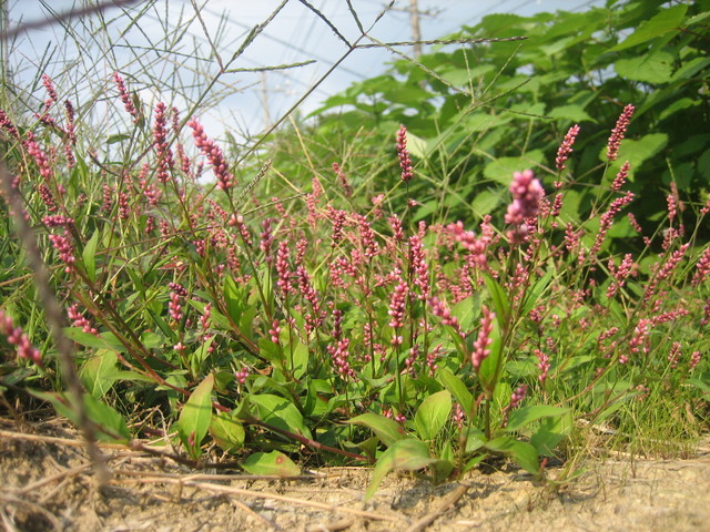 ����Ȃ��ƁE����Ȃ���