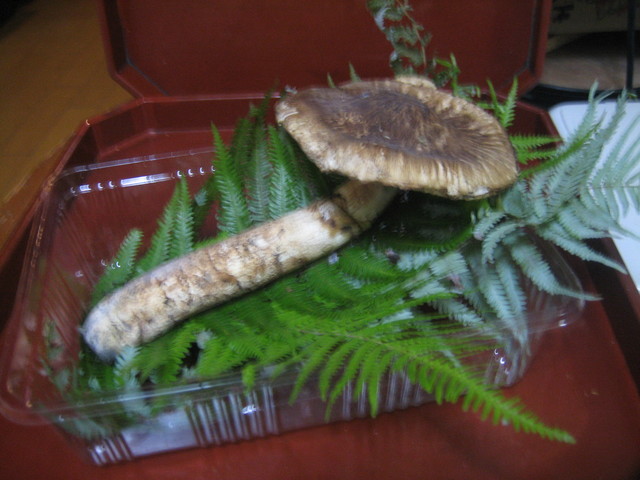 ����Ȃ��ƁE����Ȃ���