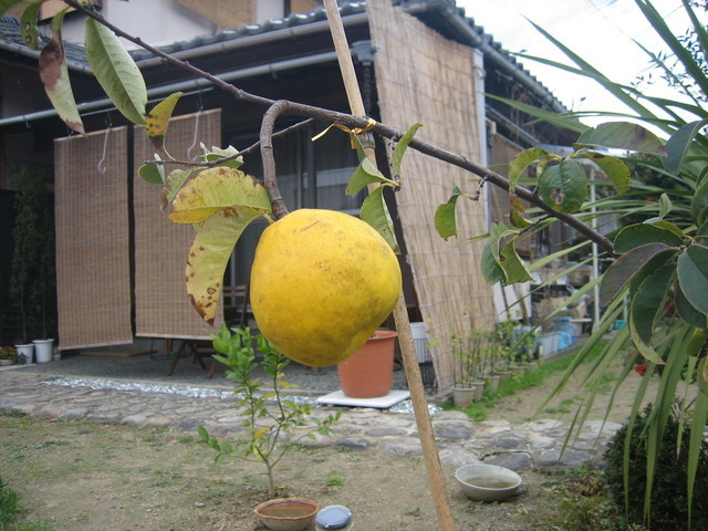 ����Ȃ��ƁE����Ȃ���