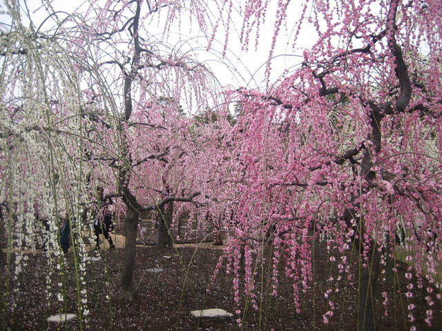 ����Ȃ��ƁE����Ȃ���