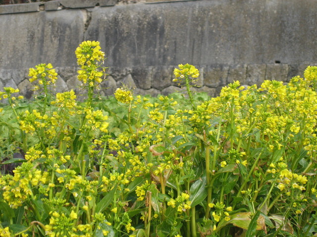 ����Ȃ��ƁE����Ȃ���