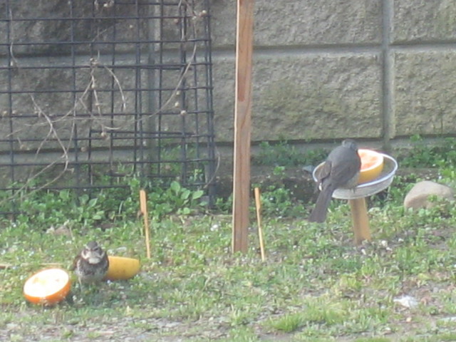 ����Ȃ��ƁE����Ȃ���