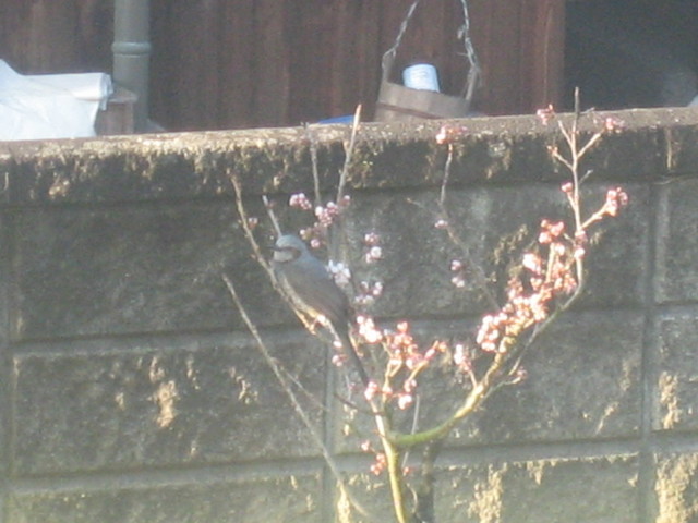 ����Ȃ��ƁE����Ȃ���