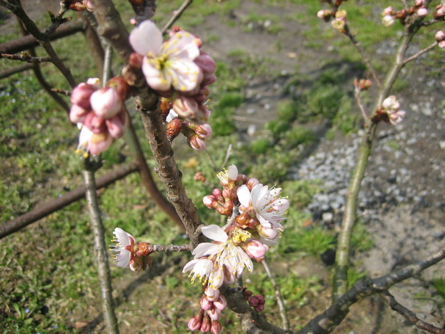 ����Ȃ��ƁE����Ȃ���