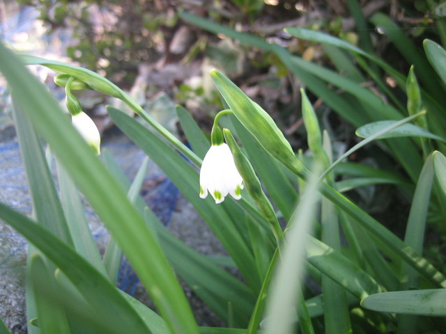 ����Ȃ��ƁE����Ȃ���